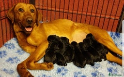 Springador dogs for sale: 5 MONTH OLD BOY REHOME BLACK SPRINGADOR - Advert 7