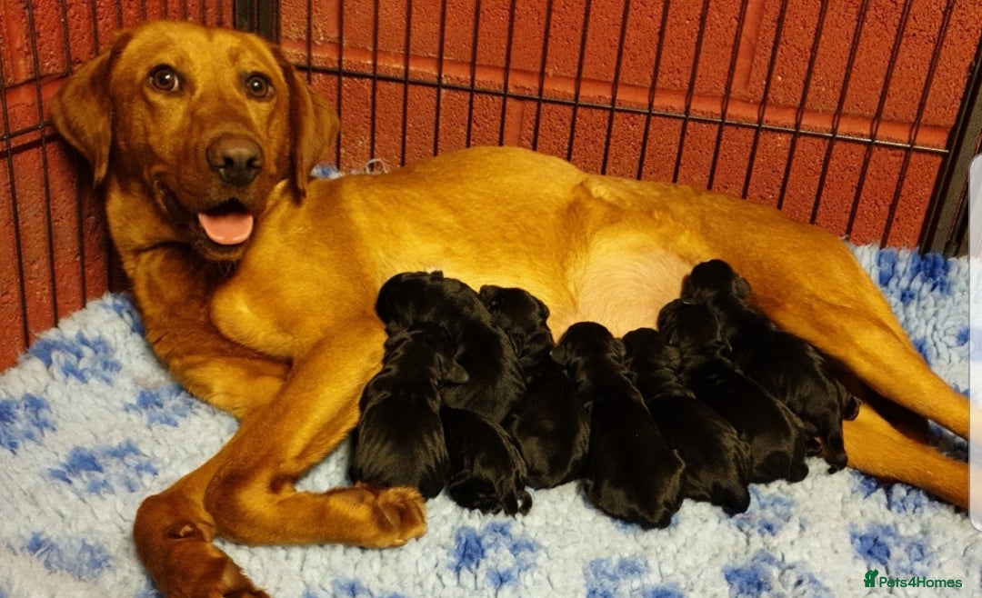 Springador dogs for sale: 5 MONTH OLD BOY REHOME BLACK SPRINGADOR - Advert 7