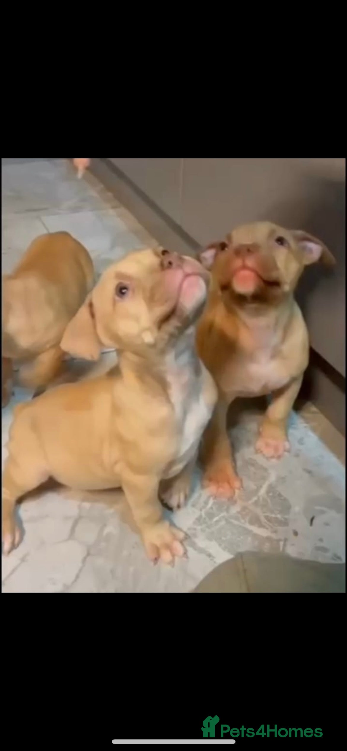 Mastiff dogs American Mastiff Males - Advert 5