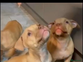 Mastiff dogs American Mastiff Males - Advert 5