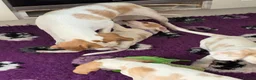 Beagle dogs for sale: Health Tested & Kennel Club Registered Beagle Pups - Advert 4