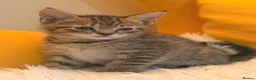 British Shorthair cats for sale: British Shorthair Mix Kittens Girls &Boys  - Advert 10