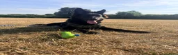 German Shepherd dogs for sale: German Shepherd bitch for sale  - Advert 9