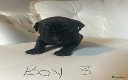 Mixed Breed dogs for sale: Stunning dogue de Bordeaux X cane corso - Image 8