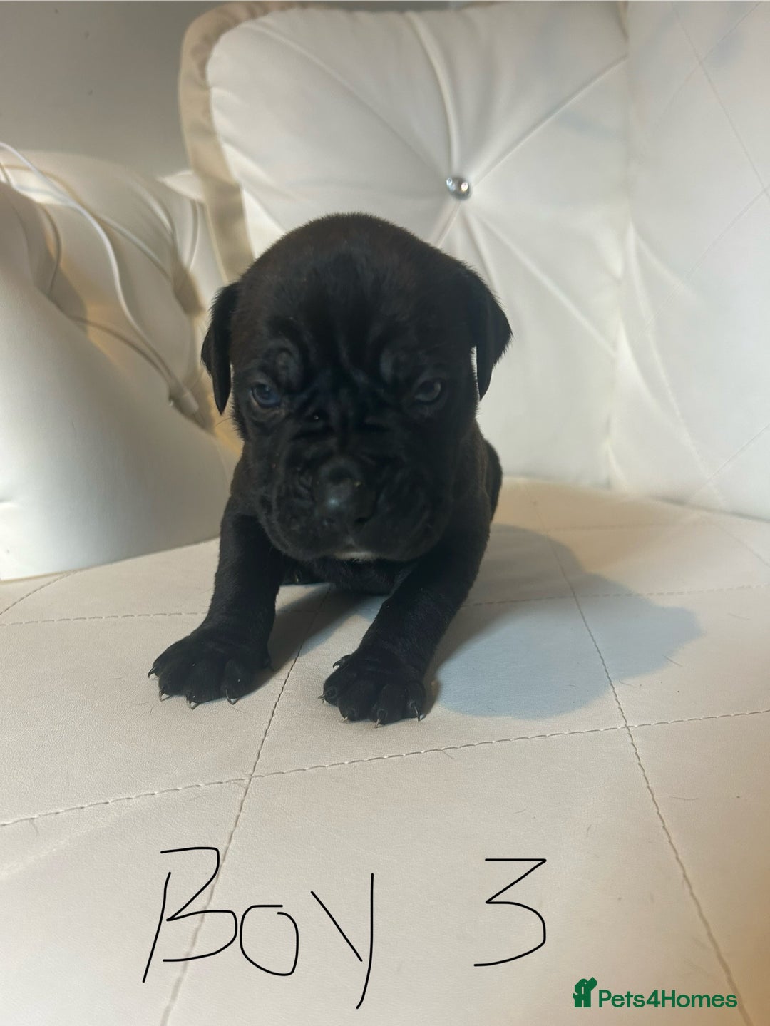 Mixed Breed dogs for sale: Stunning dogue de Bordeaux X cane corso - Image 8
