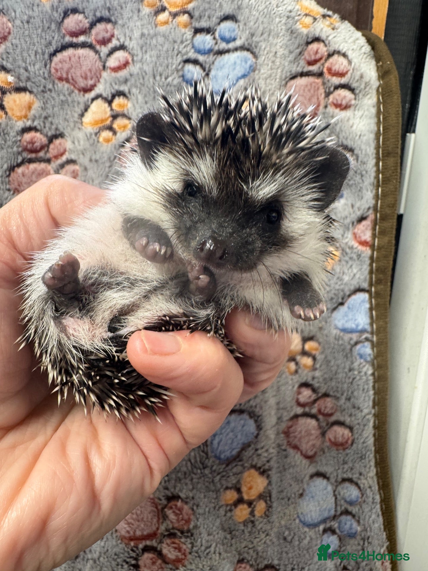 Pygmy Hedgehog rodents Baby hoglets mixed colours/ mask types -READY  - Advert 2