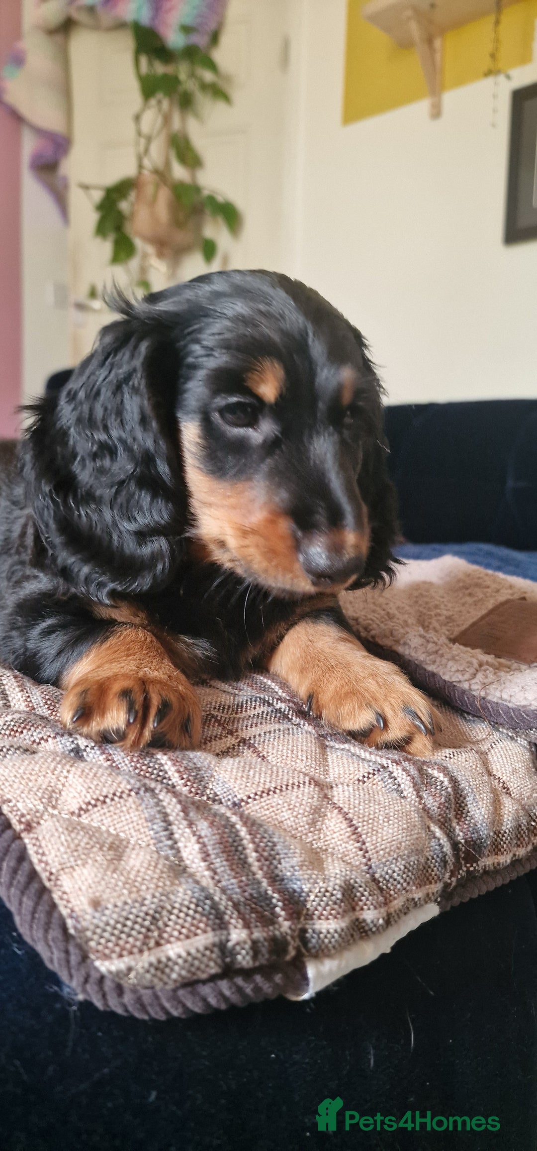 Dachshund dogs for sale: Long haired dachshund black and tan in Huddersfield - Image 14