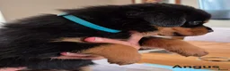 Rottweiler dogs for sale: Ready next week. Kc reg, health tested parents - Advert 21