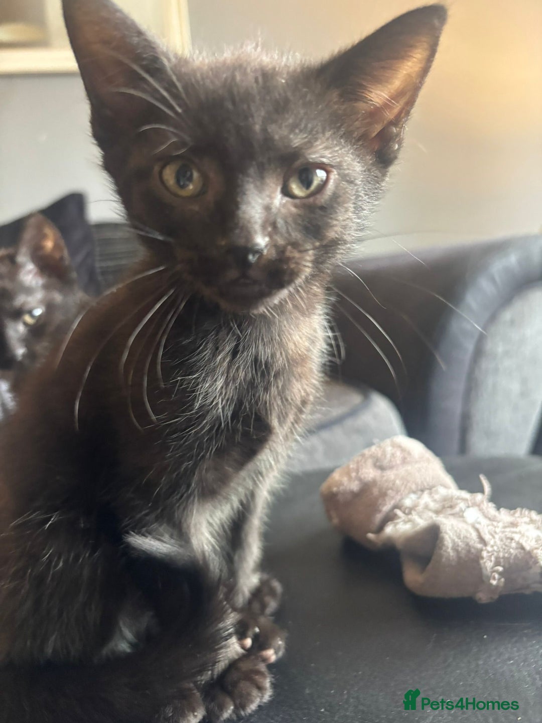 Mixed Breed cats for sale: 5 Black kittens - Image 3