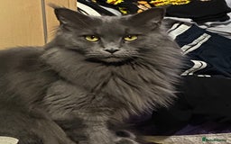 Maine Coon cats for sale: Ready Now Maine Coon kittens - Image 26