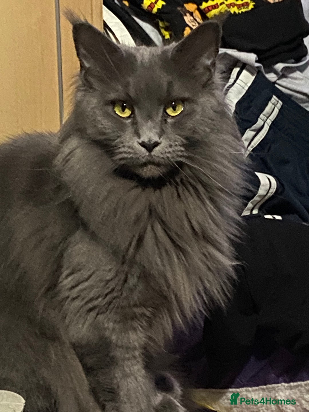 Maine Coon cats for sale: Ready Now Maine Coon kittens - Image 26