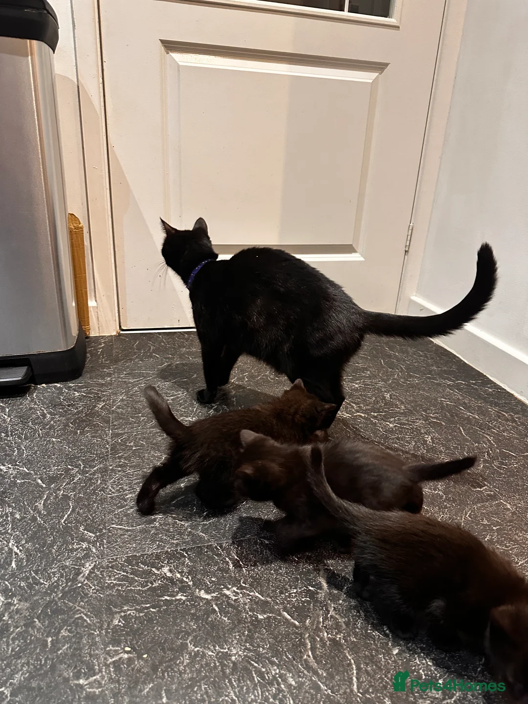 British Shorthair cats for sale: 5 gorgeous black kittens  - Advert 6