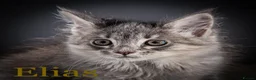 Maine Coon cats for sale: TICA-Registered Male Maine Coon Kittens - Advert 5