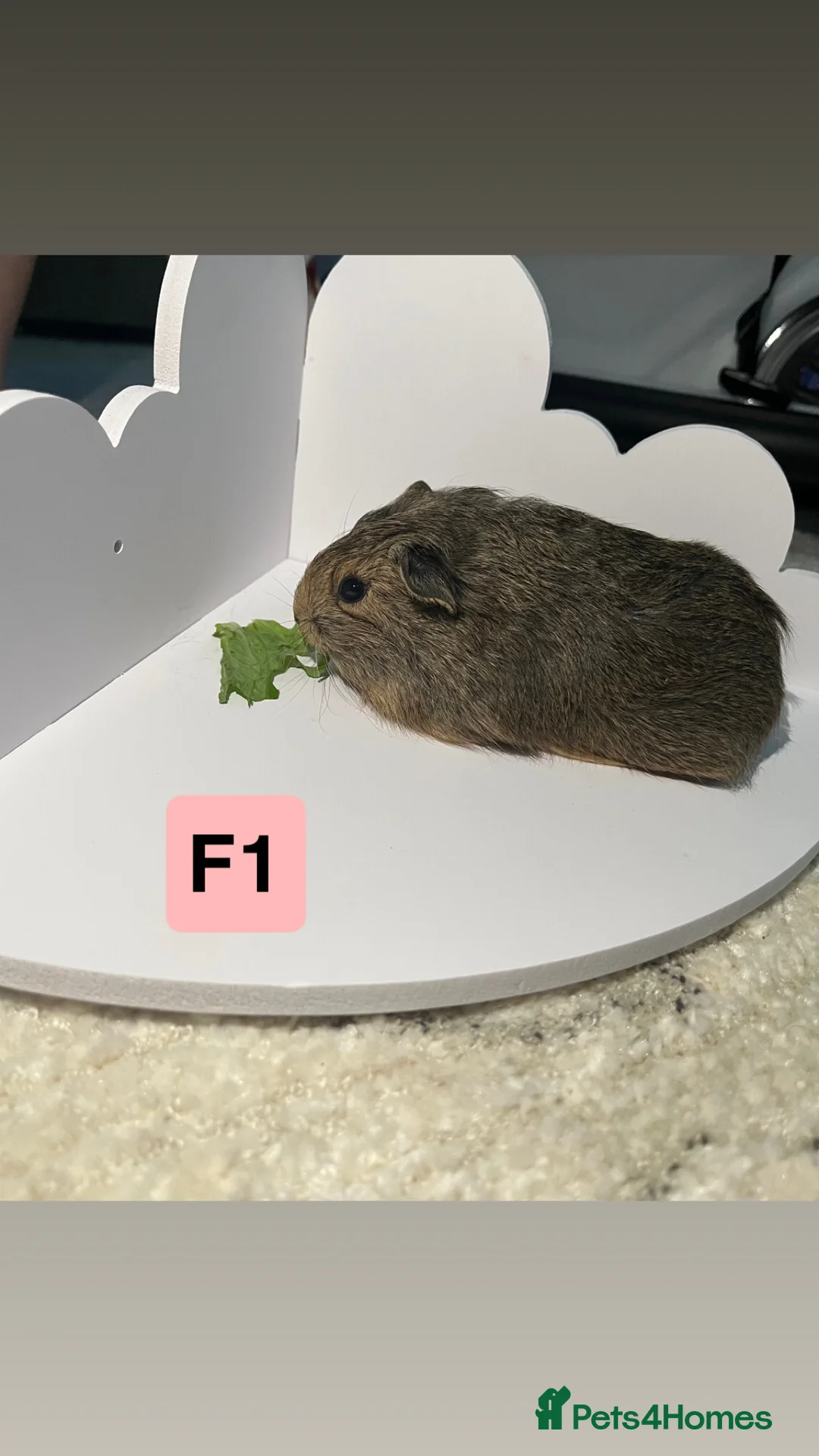 Guinea Pig rodents for sale: 3 baby guinea pigs  - Advert 3