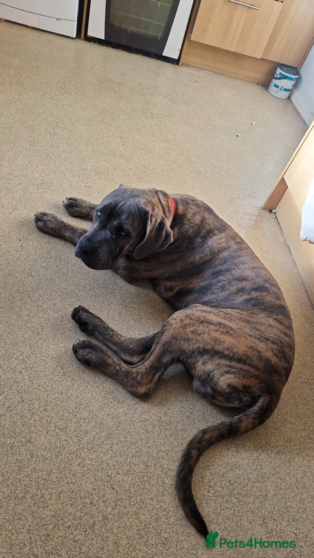Cane Corso dogs for sale: 1 year old male cane corso - Advert 2