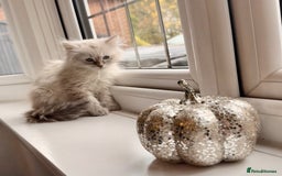 Siberian cats for sale: Stunning Siberian Kitten -Hypoallergenic  - Image 5