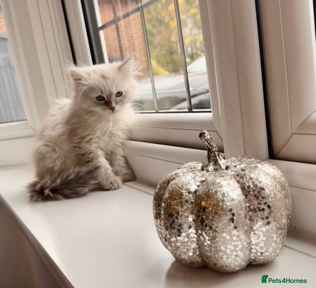 Siberian cats for sale: Stunning Siberian Kitten -Hypoallergenic  - Image 5