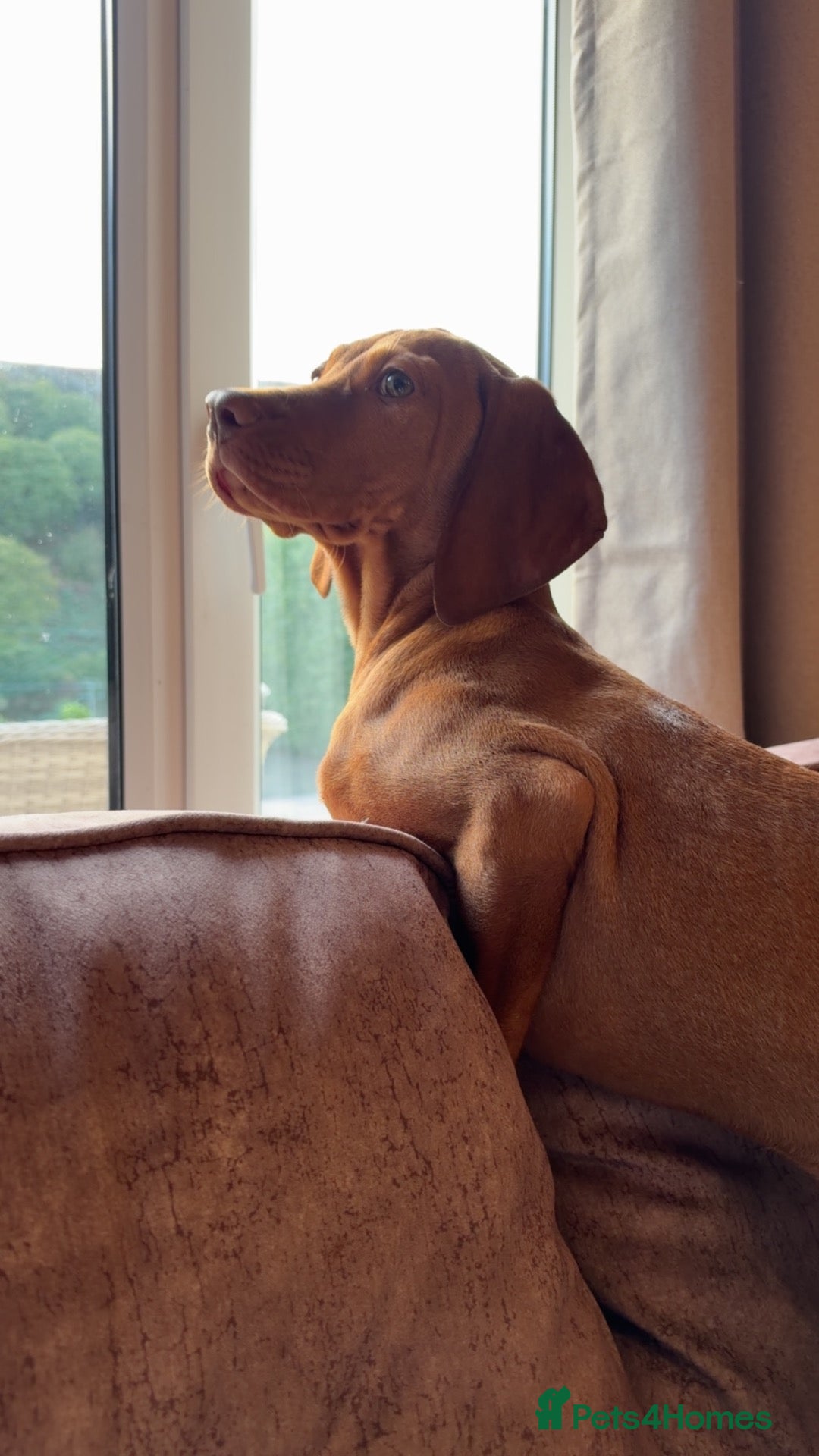 Hungarian Vizsla dogs Hungarian viszla 1 girl 1 boy.  - Advert 1