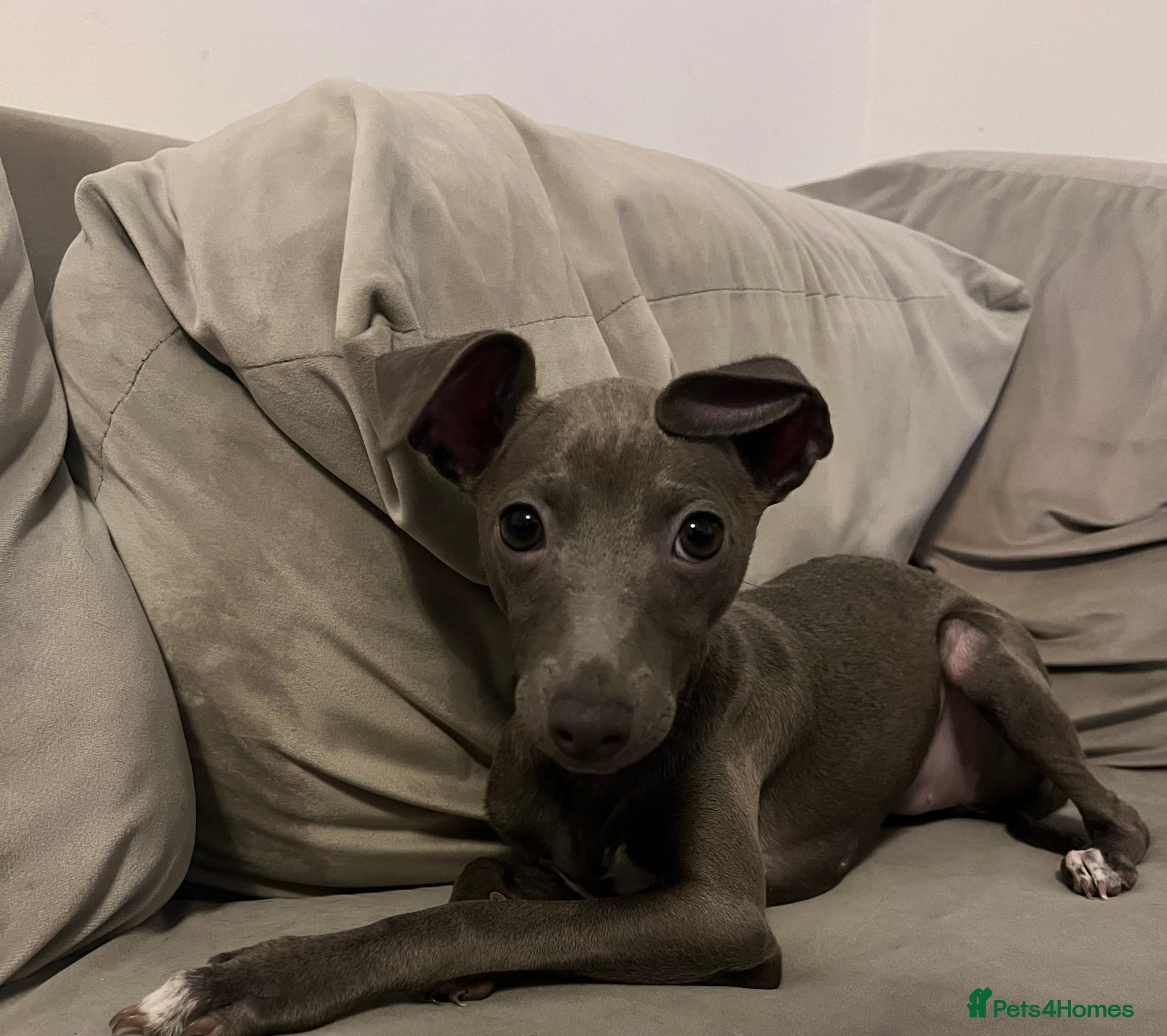 Italian Greyhound dogs Italian greyhound blue girl  - Advert 1