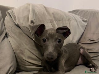 Italian Greyhound dogs Italian greyhound puppies - Advert 8