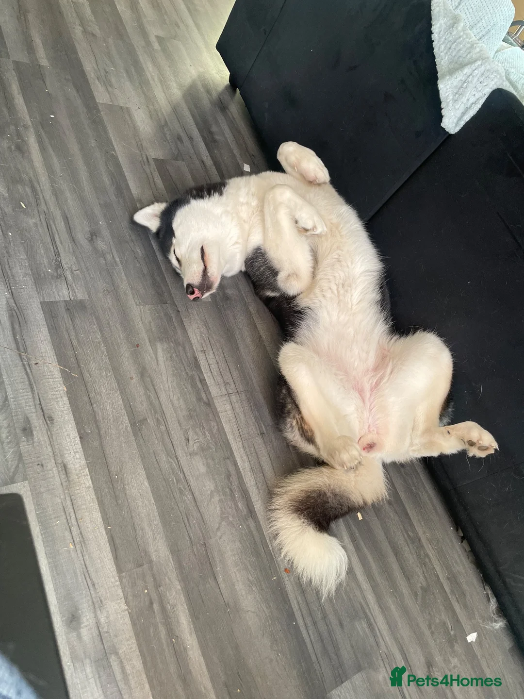 Siberian Husky dogs for sale: Siberian Husky for sale  in Braintree - Advert 6