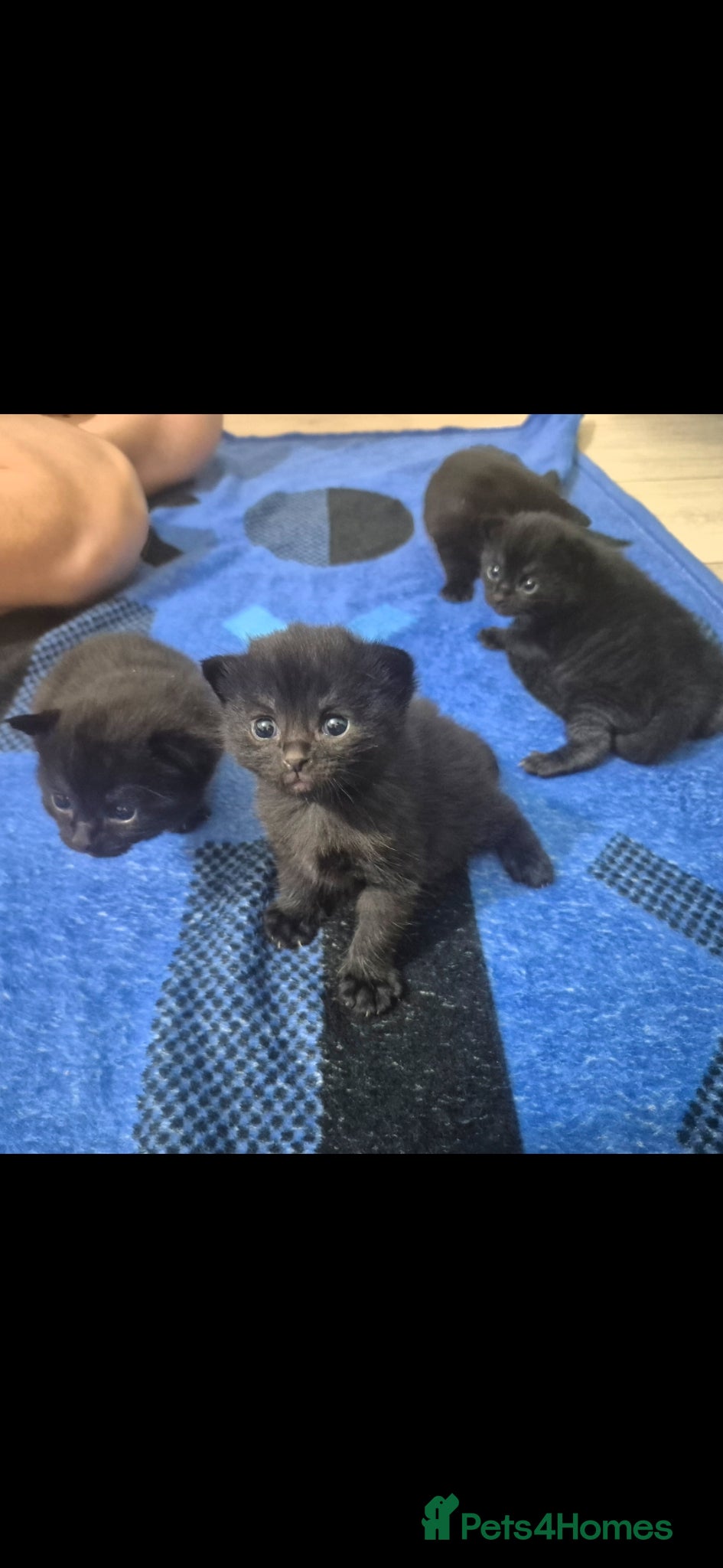 Domestic Shorthair cats 4 Black and Grey Kittens - Advert 17