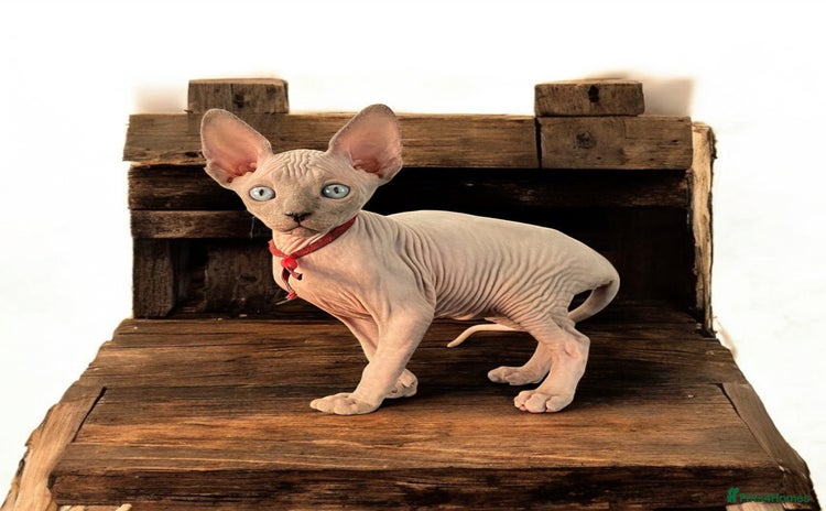 Sphynx cats - Advert 2
