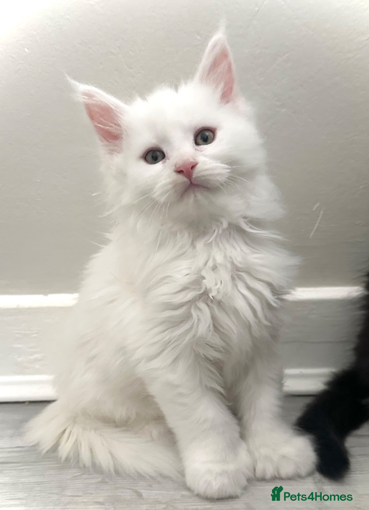 Maine Coon cats Polydactyl Maine coon kittens  - Advert 9
