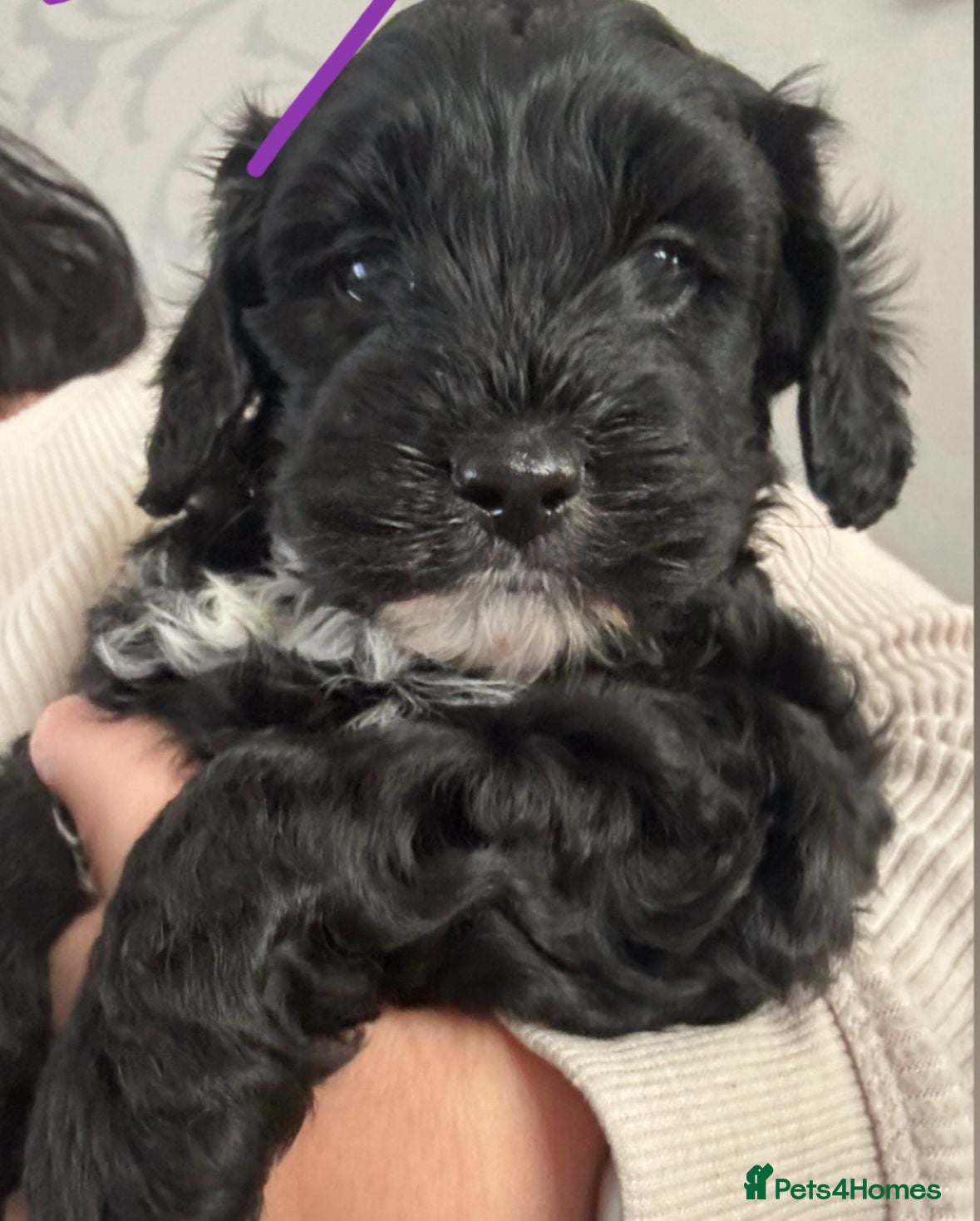 Cockapoo dogs Beautiful Cockapoo puppies - Advert 10