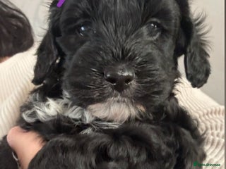 Cockapoo dogs Beautiful Cockapoo puppies - Advert 13