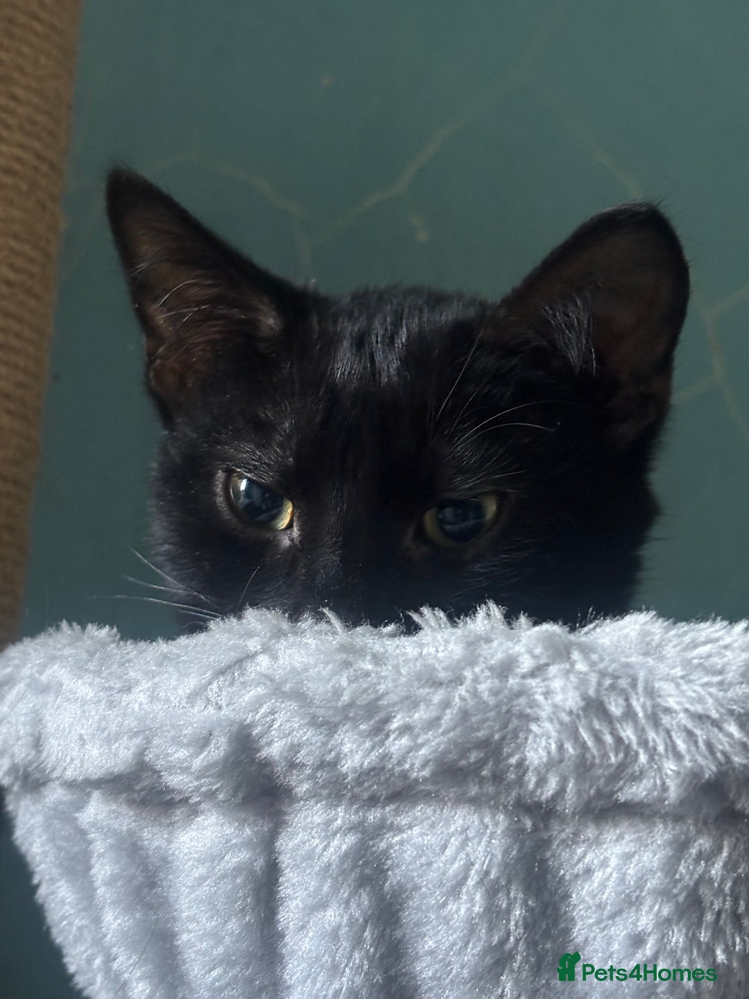 Domestic Shorthair cats for adoption: Adopt from Cats in Crisis East London  - Advert 5