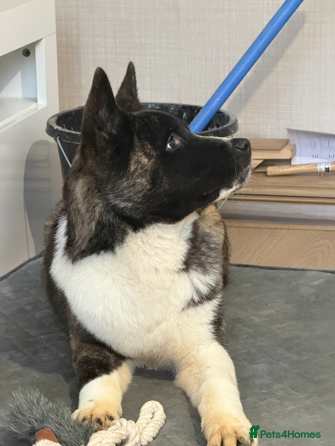 Akita dogs for sale: Nova the american akita  - Advert 2