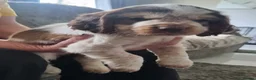Cocker Spaniel dogs for sale: LAST 2 BOYS show x working cocker spaniels in North Shields - Advert 10