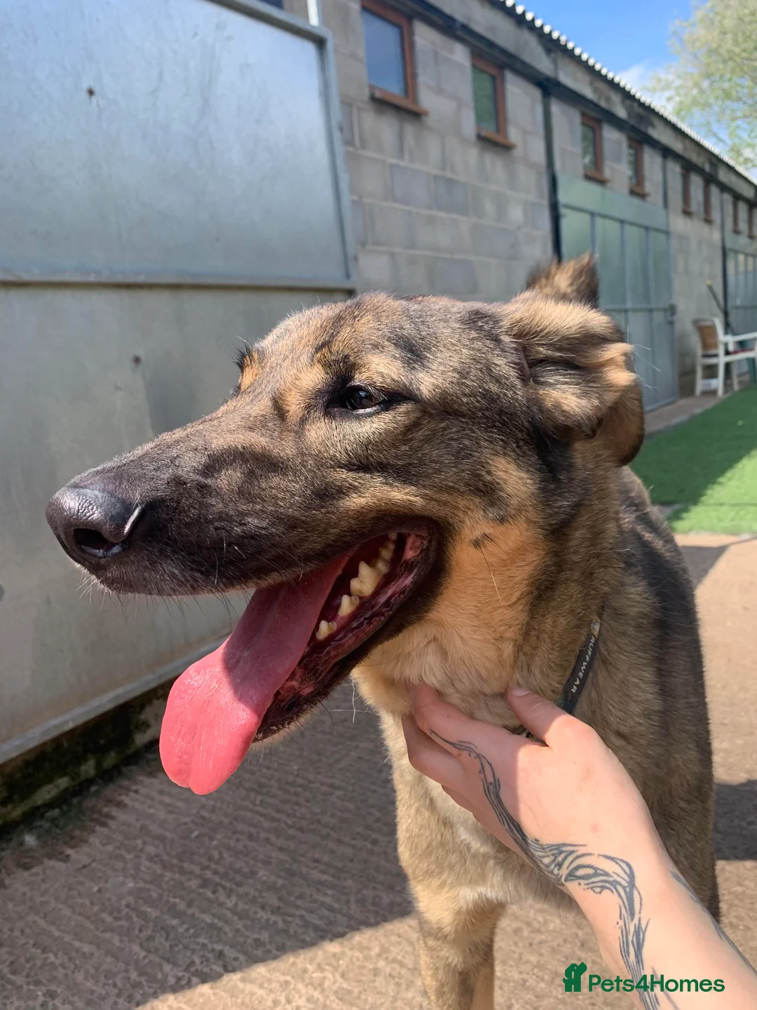 Mixed Breed dogs for adoption: Meet Ozzy, currently residing in Cheshire  in Nantwich - Advert 35