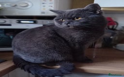 British Shorthair cats for sale: Beautiful Blue British Shorthair Male  - Image 4