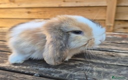 Mini Lop rabbits for sale: Baby mini lops - Image 12
