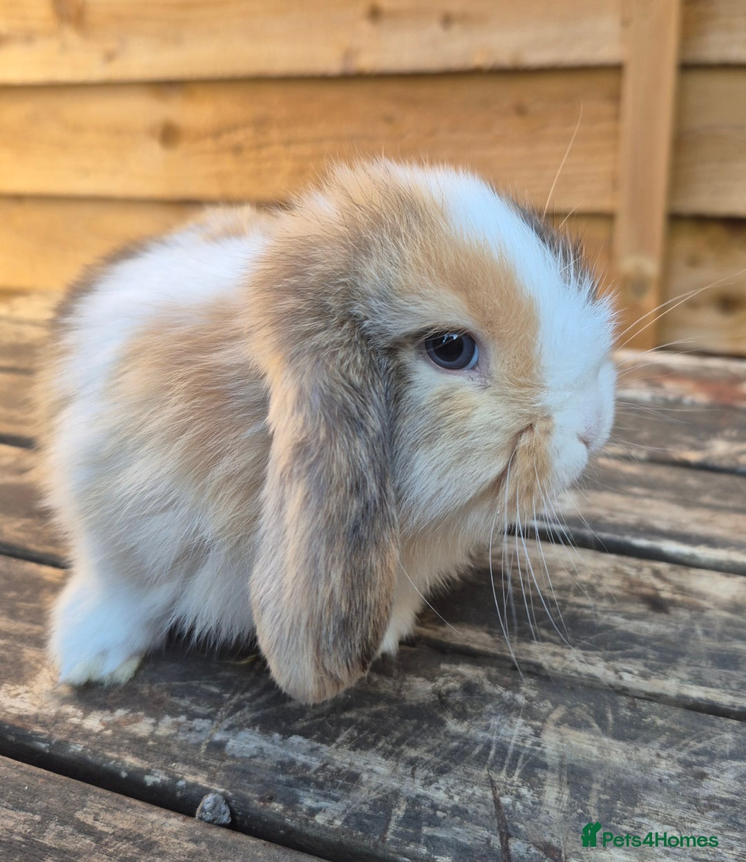 Mini Lop rabbits for sale: Baby mini lops - Image 12