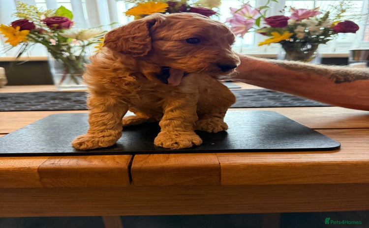 Labradoodle dogs - Advert 16