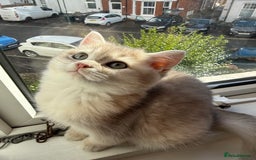 British Shorthair cats for sale: Ready now golden BSH - Image 9