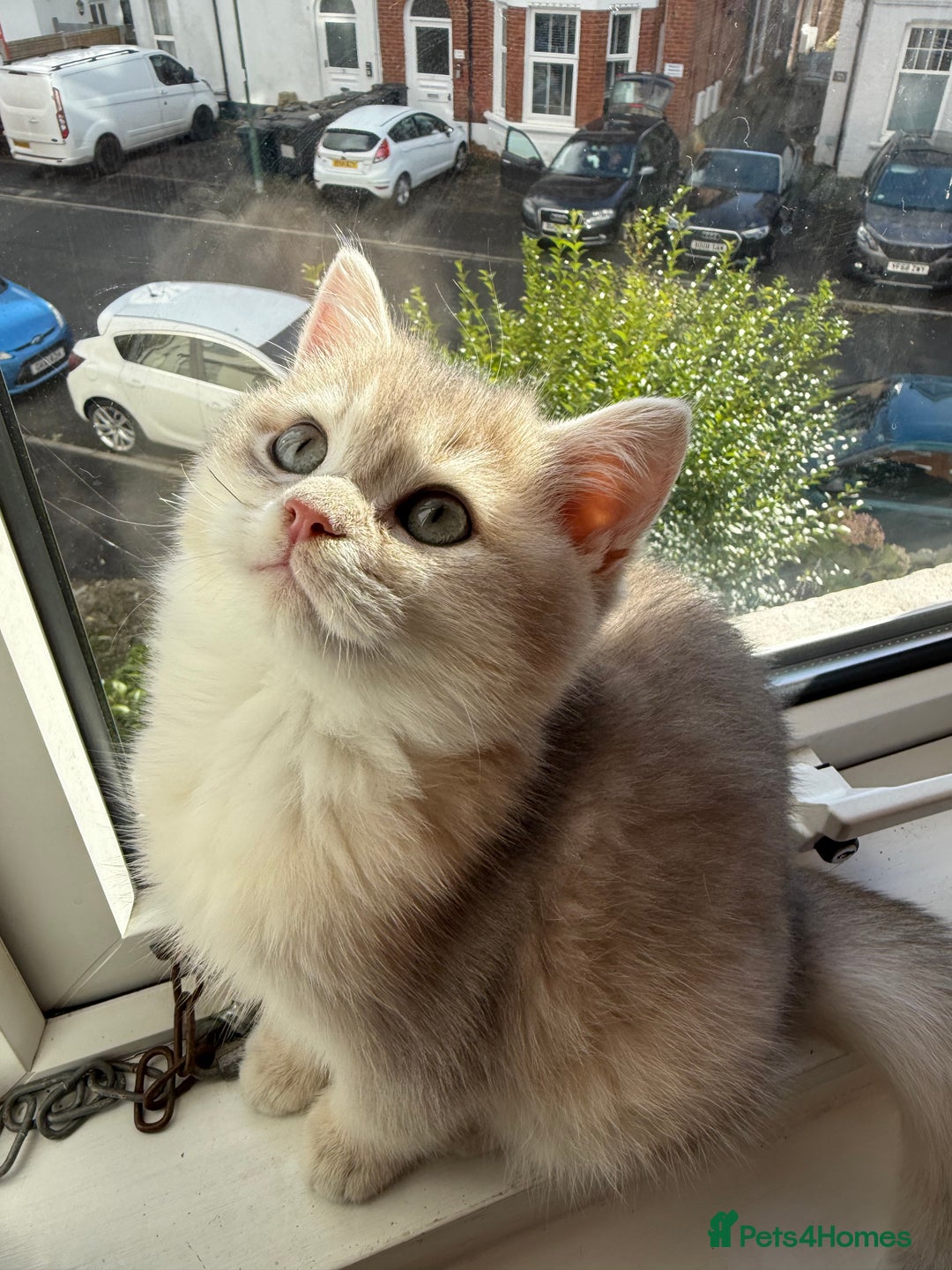 British Shorthair cats for sale: Ready now golden BSH - Image 9