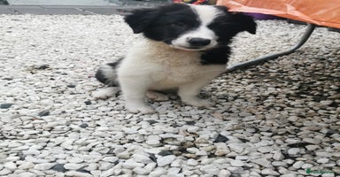 Border Collie dogs - Advert 2