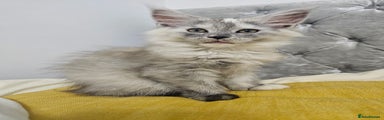 Maine Coon Kitten 3