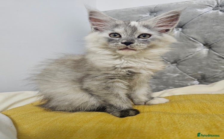 Maine Coon cats 🐾 5 Female Maine Coon Kittens 🐾 - Advert 1