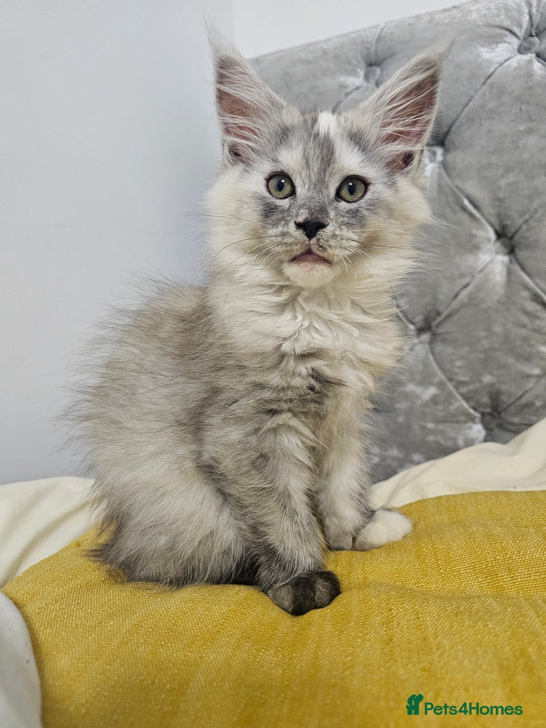 Maine Coon cats for sale:  TICA Maine coon kittens ready to leave - Advert 25