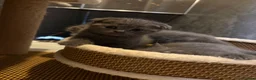 Scottish Fold cats for sale: 🐈‍⬛4 amazing Scottish Fold/Straight kittens - Advert 3