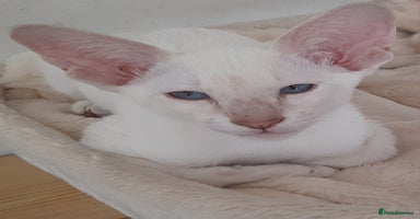 Siamese cats - Advert 5