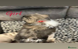 Shih Tzu dogs for sale: 🩷 Beautiful Shitzu Puppies 🩷 - Image 10