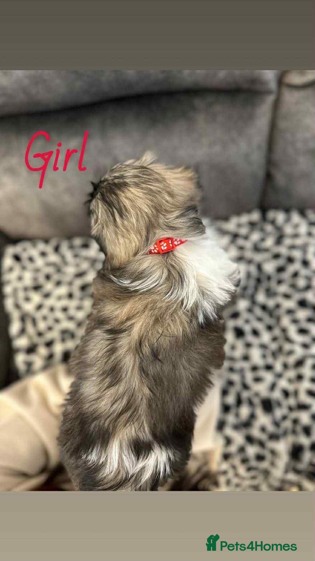 Shih Tzu dogs for sale: 🩷 Beautiful Shitzu Puppies 🩷 - Image 10
