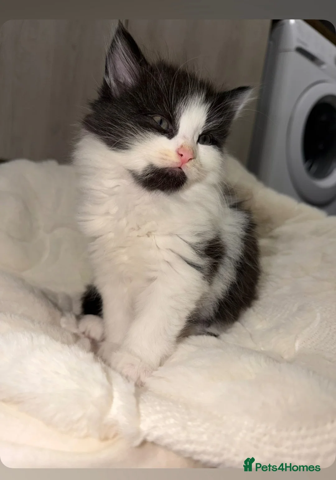 Mixed Breed cats for sale: Beautiful kittens ready for new home!  in Clacton-on-Sea - Advert 2