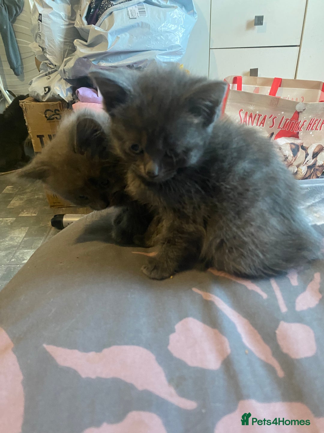 Mixed Breed cats for sale: 3 beautiful ragdoll cross British shorthair - Advert 5